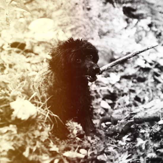 Black dog in woods with stick