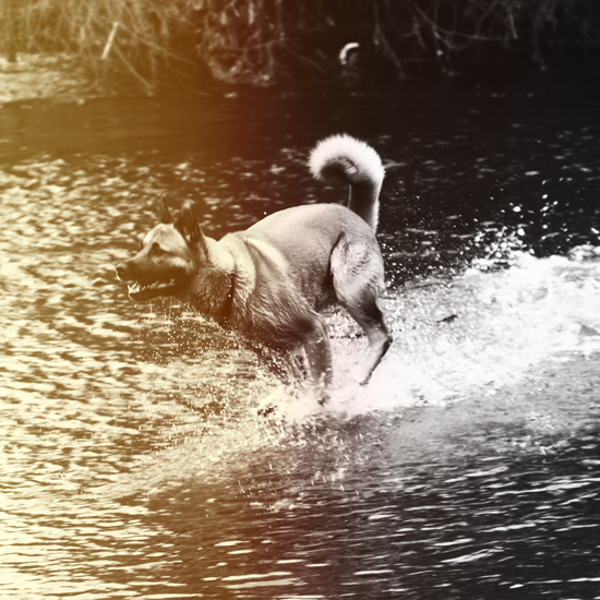Dog running through the river