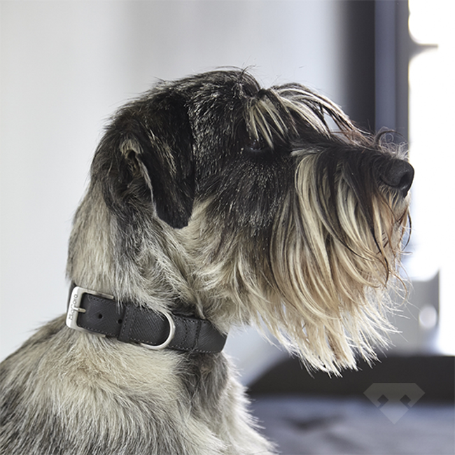 MiaCara Torino Graphite Dog Collar